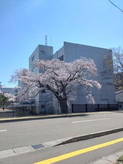 入園式桜.jpg