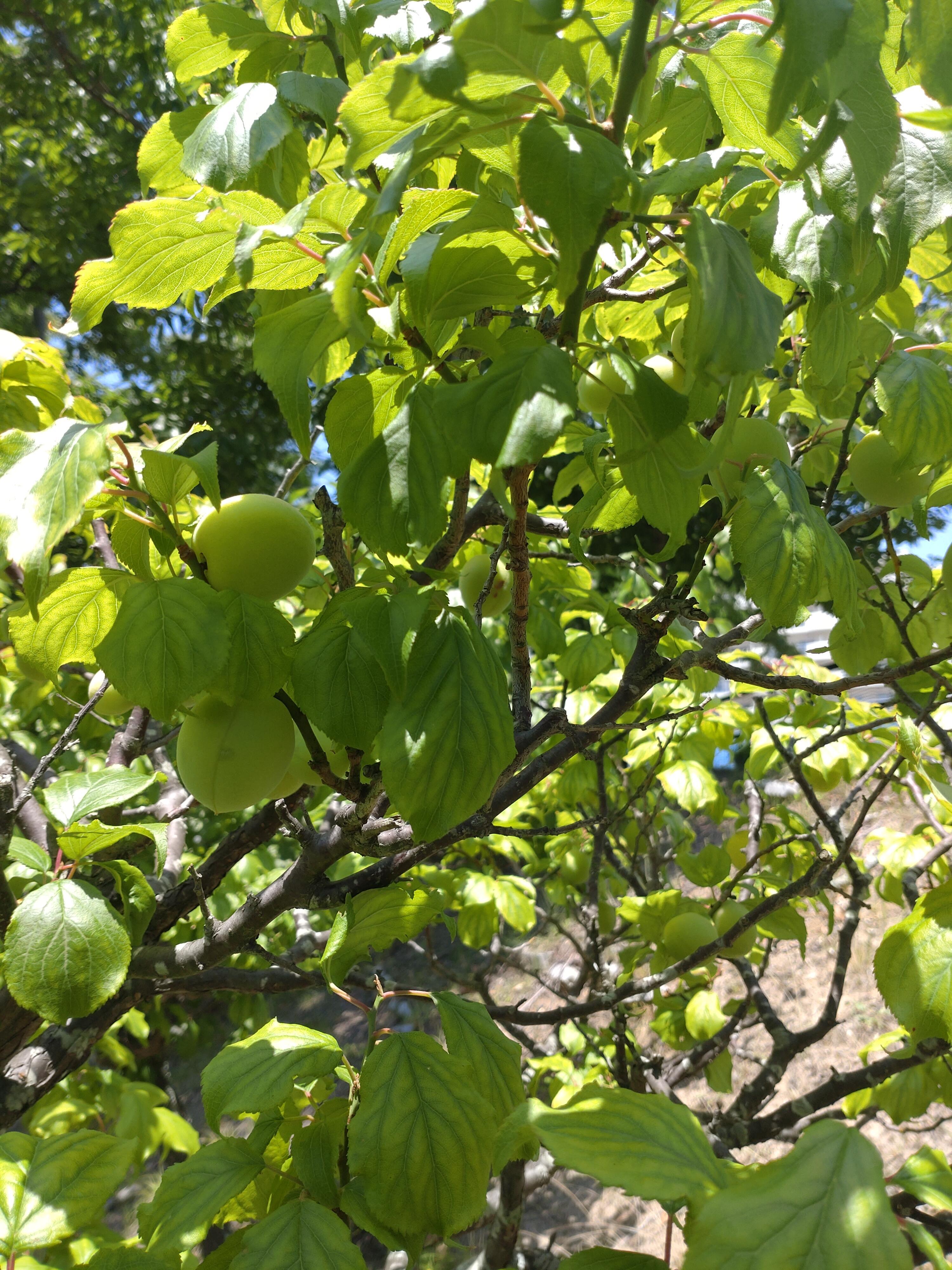 https://www.kinder.tohoku-gakuin.ac.jp/blog/content/920d39ac7c8c28c84747dd7987035e7526866aca.JPG